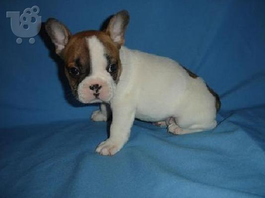 πανέμορφο όμορφος γαλλικά μπουλντόγκ κουτάβια